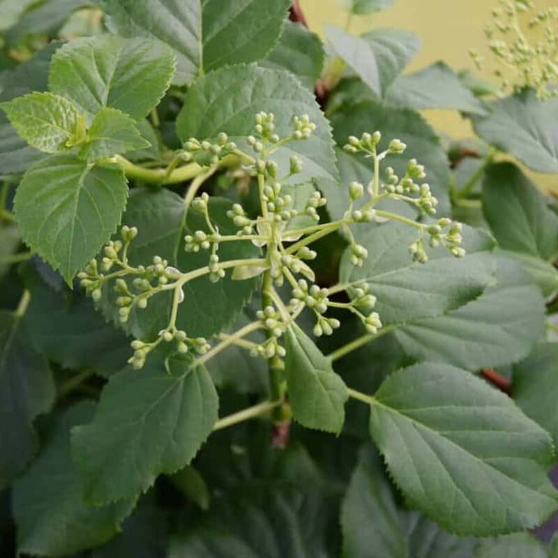 Hydrangea anomola ssp. petiolaris 150-175 cm